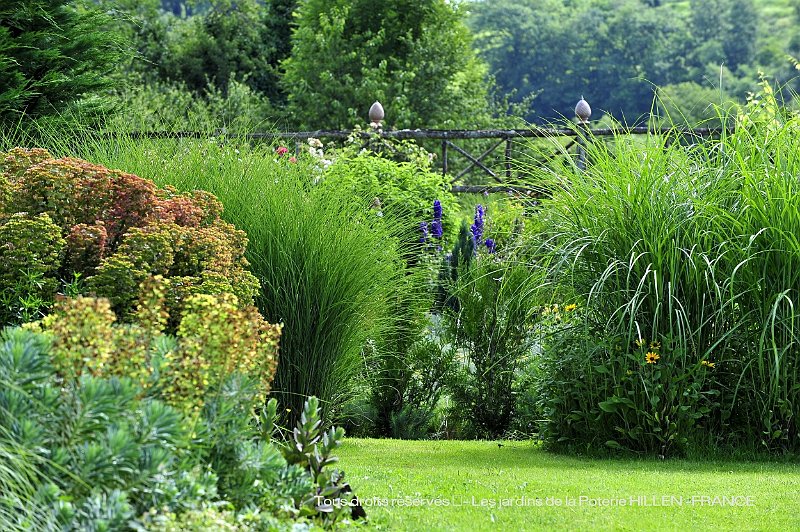 miscathus sinensis au jardin contemporain